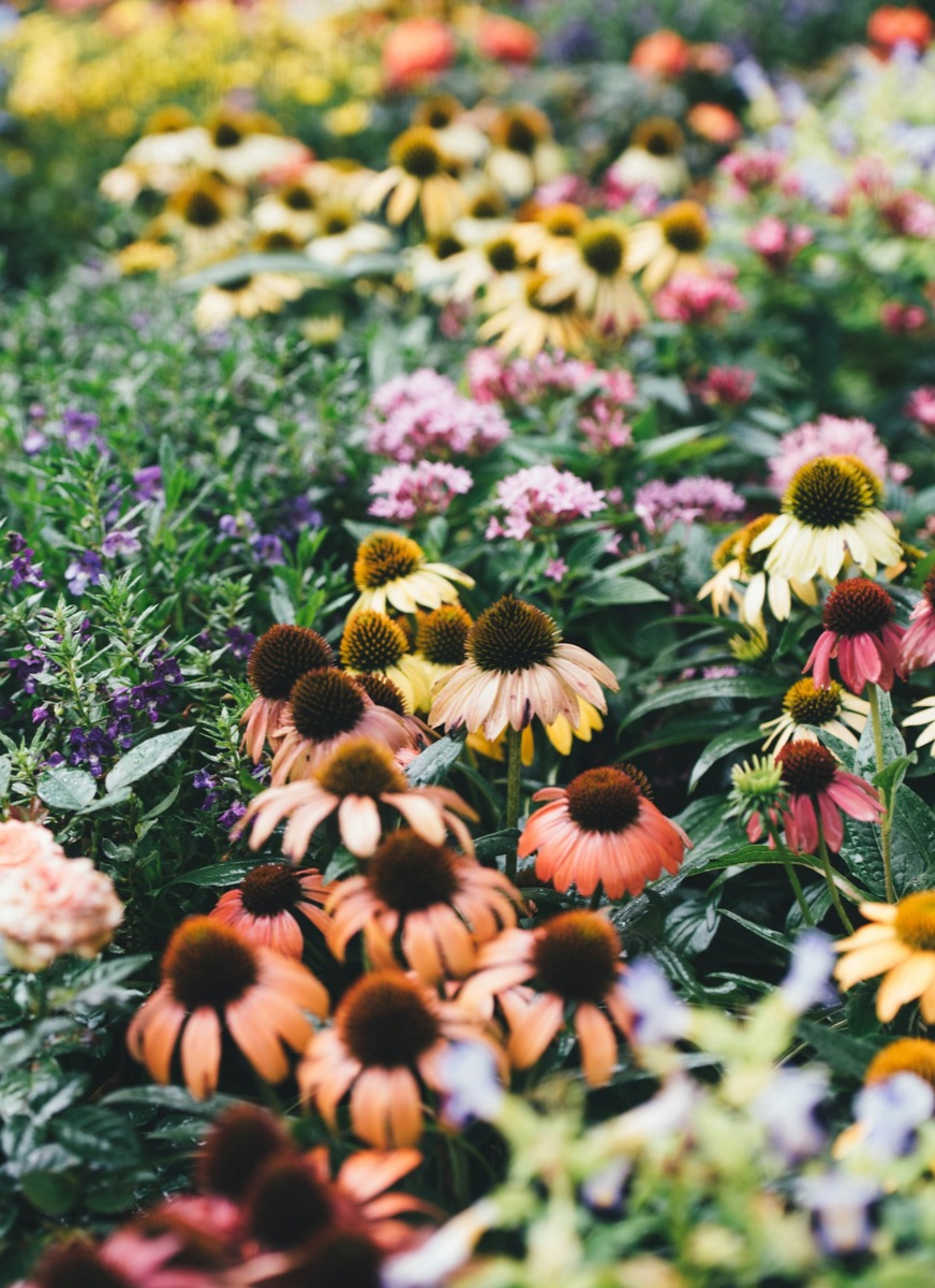 A colourful garden full of coneflowers